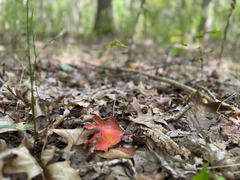 Chemung_20.82_Meyers Photo 9