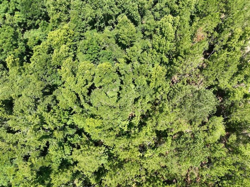 dji_fly_20250619_120448_959_1750349247272_photo