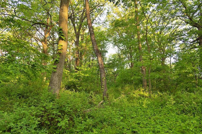 woods dense 2
