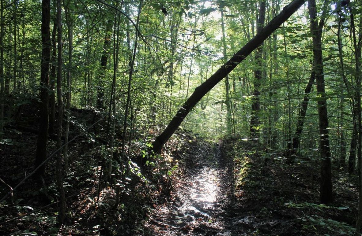 005 small road leading around the forested bench