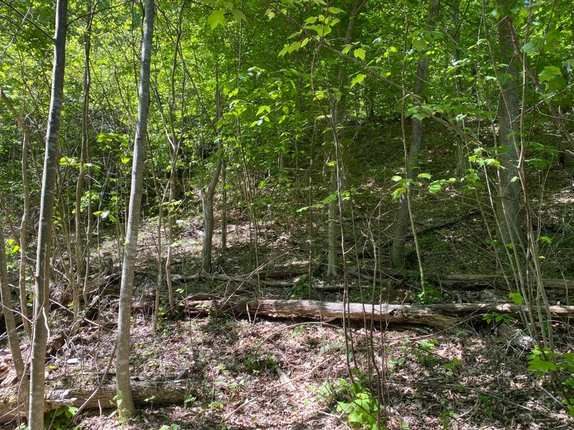 011 some of the excellent secondary growth in the upper elevations copy