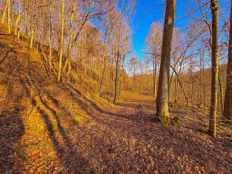 Roane, WV 100.12 AC Tree Line-57