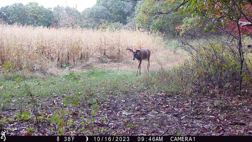 Sauk 174 Trailcam - 34