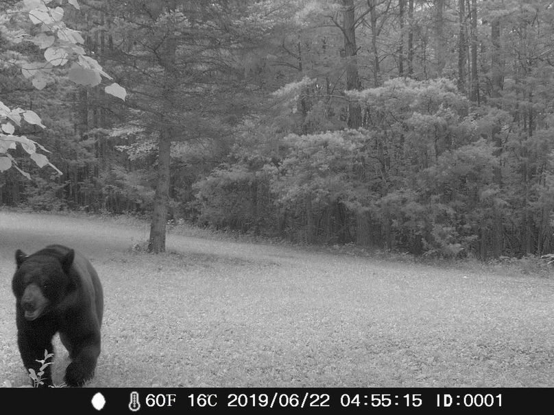 Nice Bear in cabin yard
