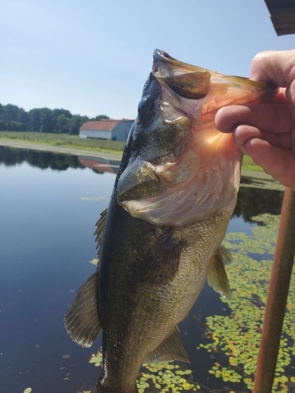 22 Upshur Co 603 ac Weise