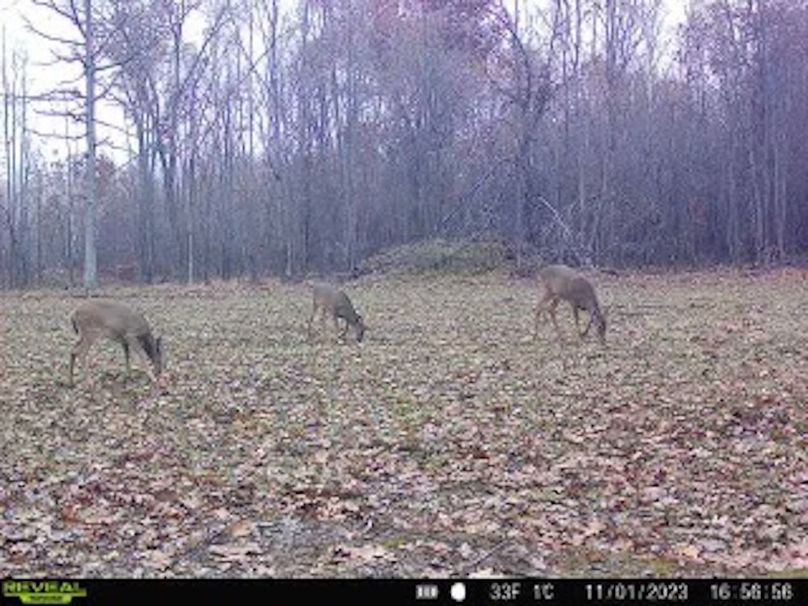 ClarK 160 WILLIAMS -62a