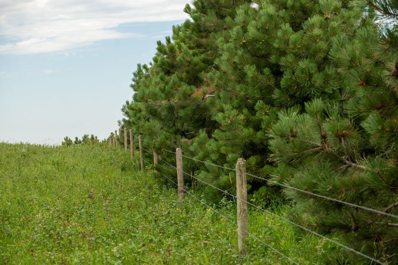 21 pines surrounding pasture