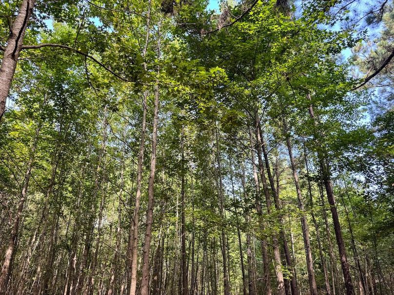 38 Jefferson 117ac - bethard-38