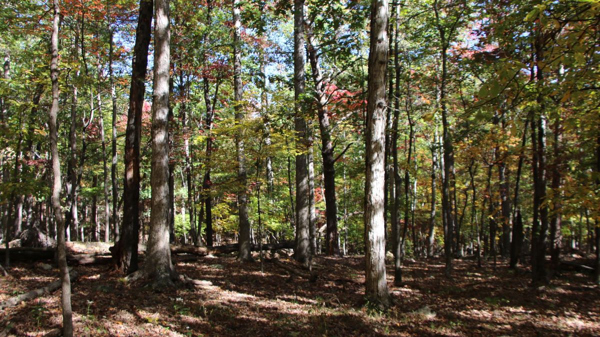 Prime Recreational Property Near Toms Brook Whitetail Properties