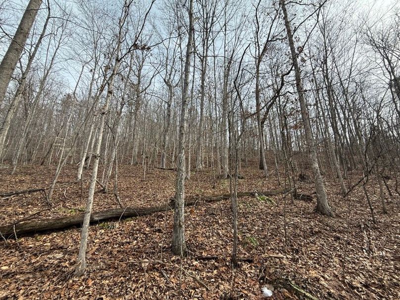 023 forested hill side in the northeastern area of the property