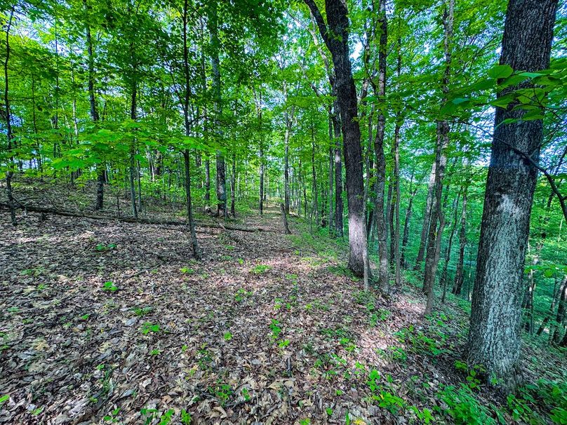 Wirt, WV 145.69 AC 273 Wildflower-31