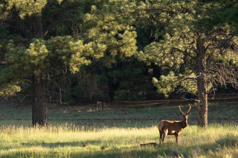 Cibola NM 13,053-7244