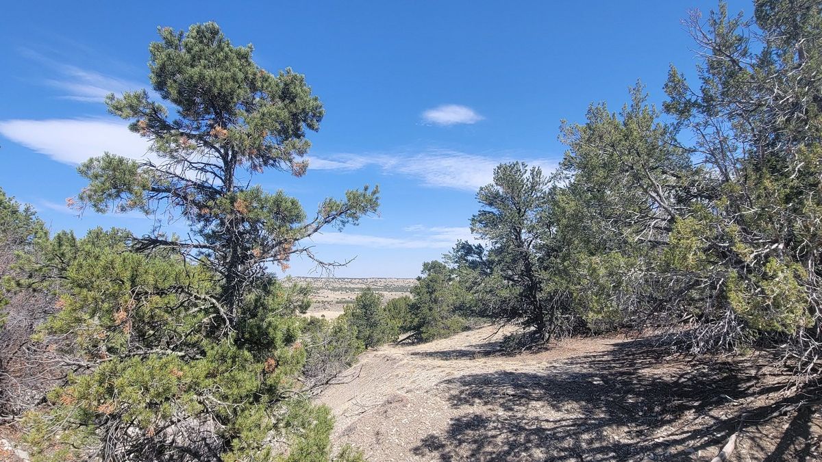 Wooded Building Lot In Hatchet Ranch With Mountain Views Whitetail