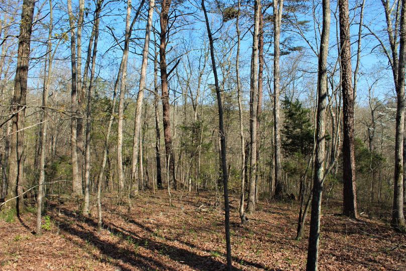 003 hardwood mix of timber in the eastern portion of the property