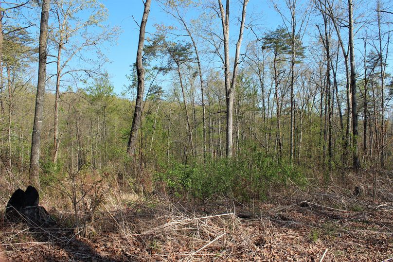 011 good eye level growth for cover and food for wildlife