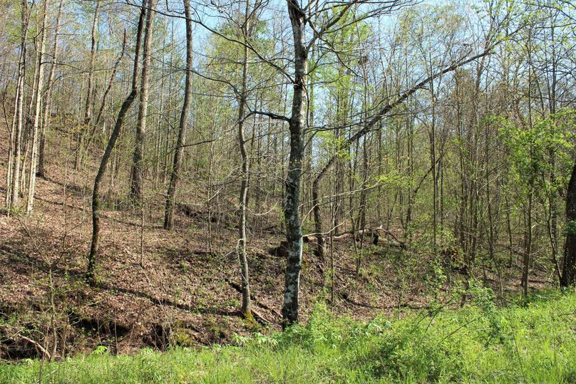 013 southeast facing slope near the south boundary