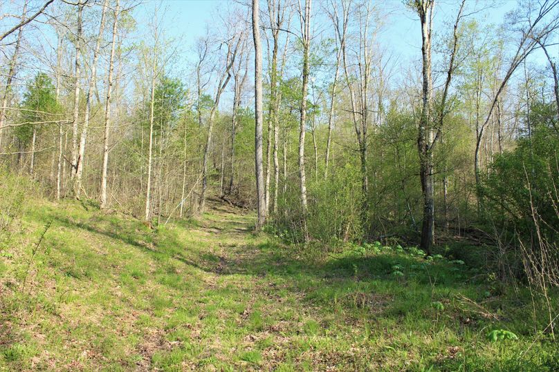 020 one of the many trail system roads leading about the property