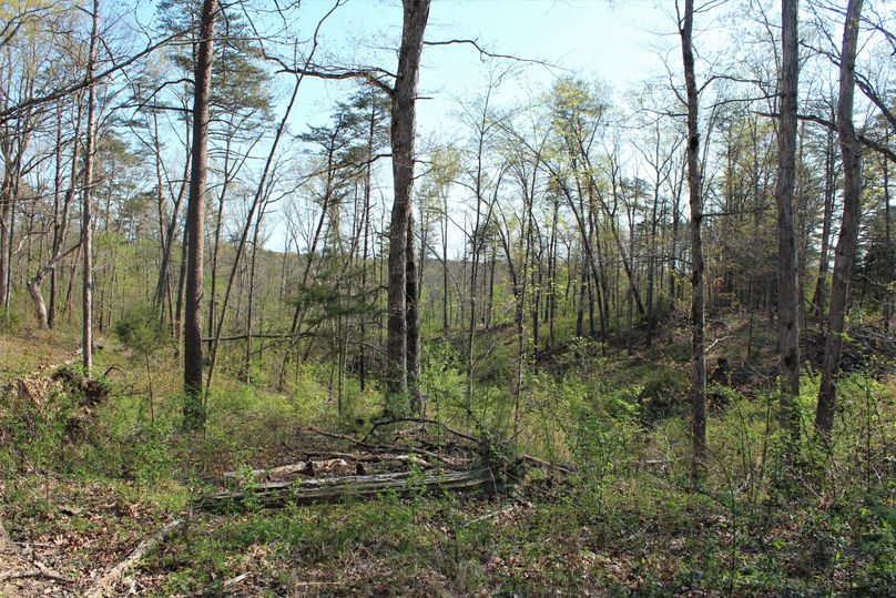 006 some of the healthy secondary growth coming back in the northwestern area of the property