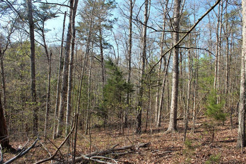 015 hardwood_pine southwest facing slope in the middle of the property