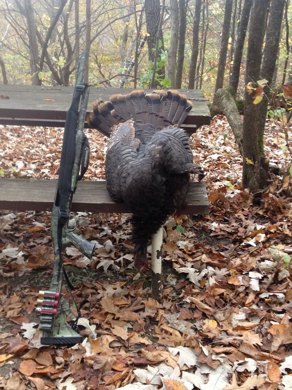 54fall turkey