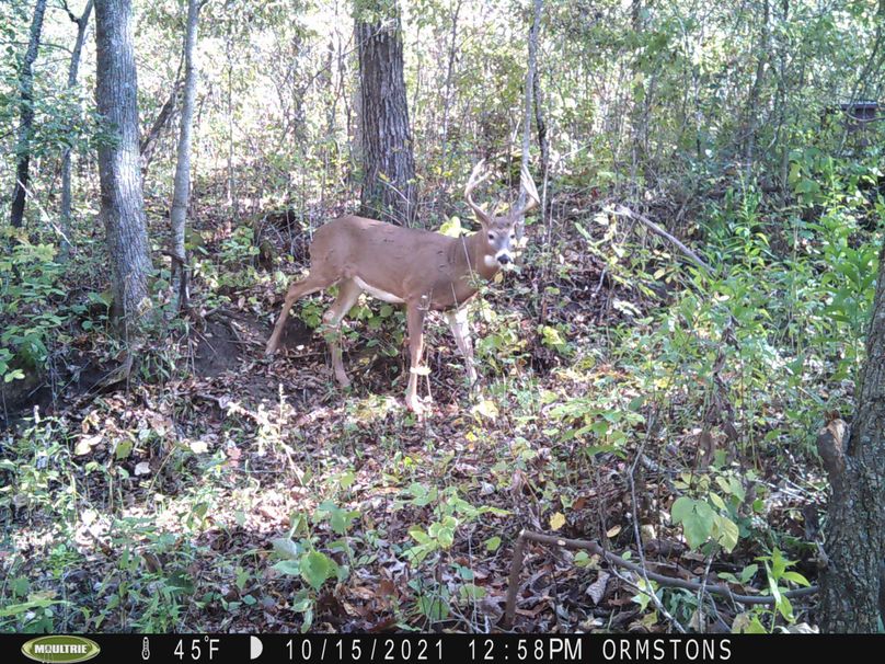 deer 1