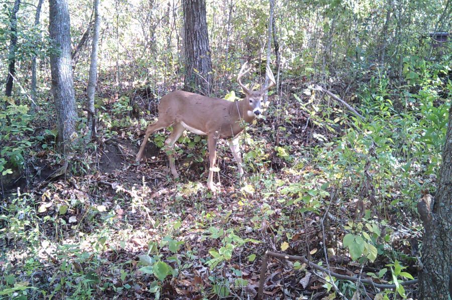 deer 1