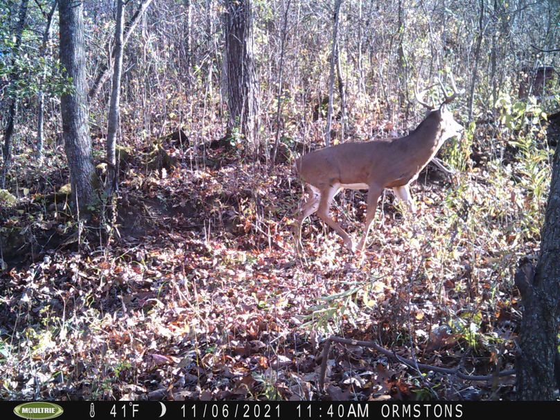 Deer 2