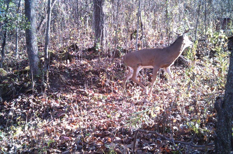 Deer 2