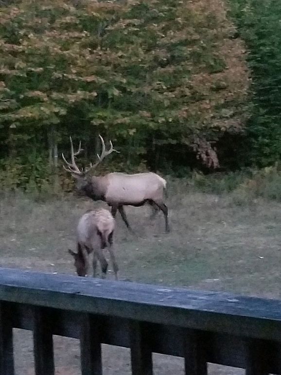 Elk in yard