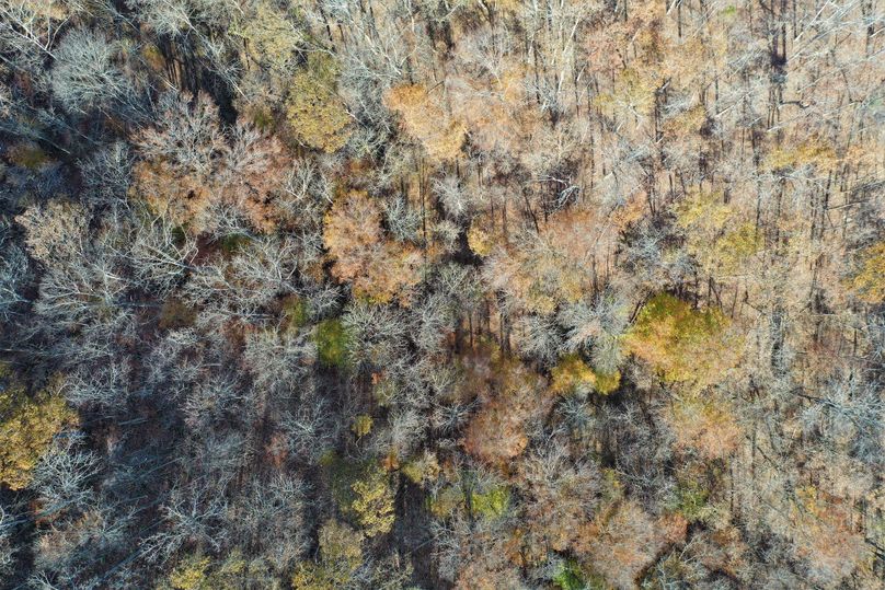 016 drone shot looking straight down of the canopy in the main valley