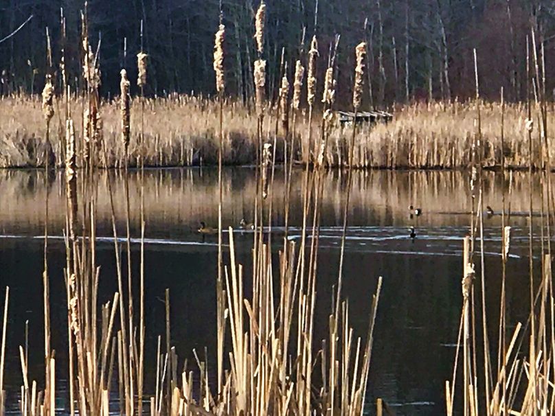Wetland Pond Waterfowl3