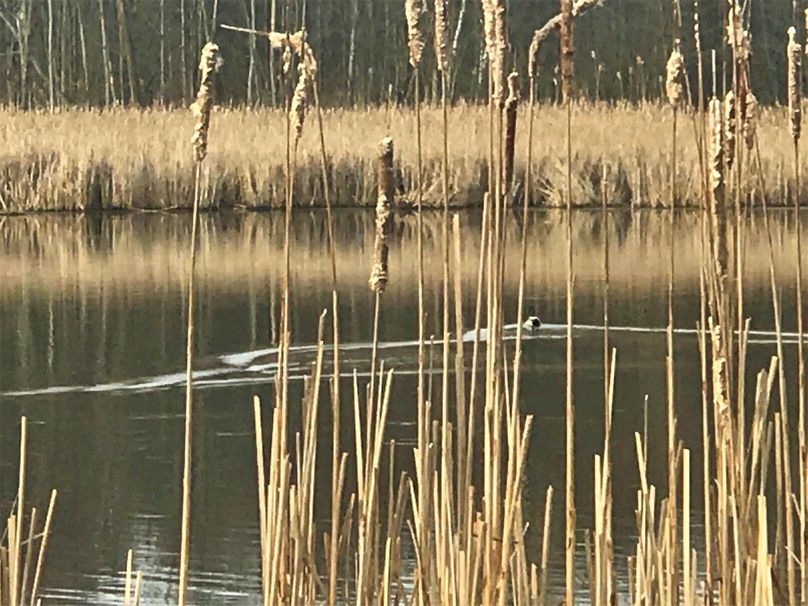 Wetland Pond Waterfowl2
