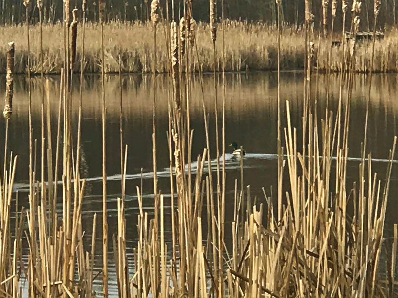 Wetland Pond Waterfowl