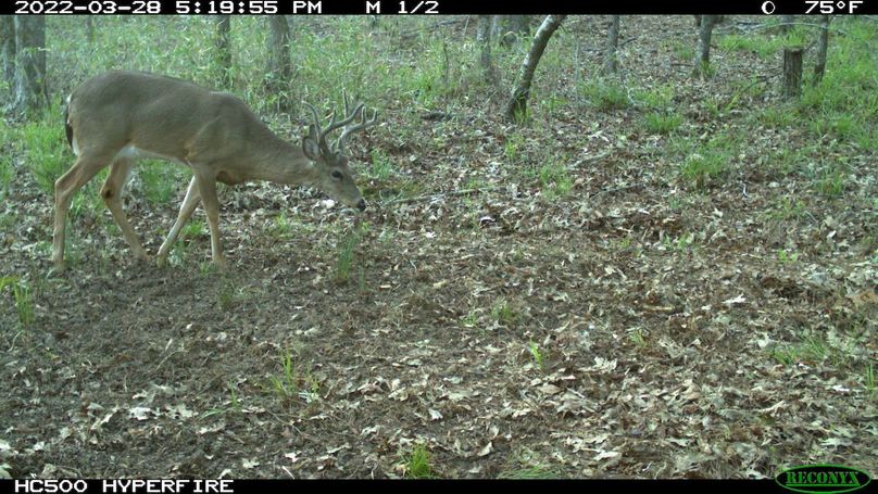 Trail Cam 4