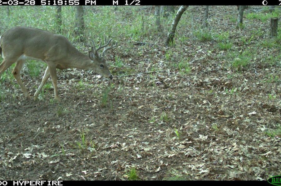 Trail Cam 4