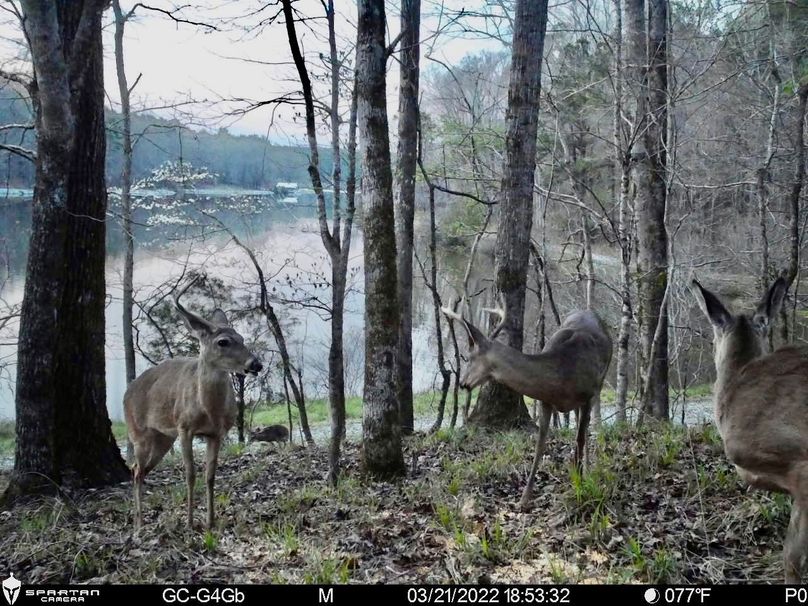 Trail Cam 7