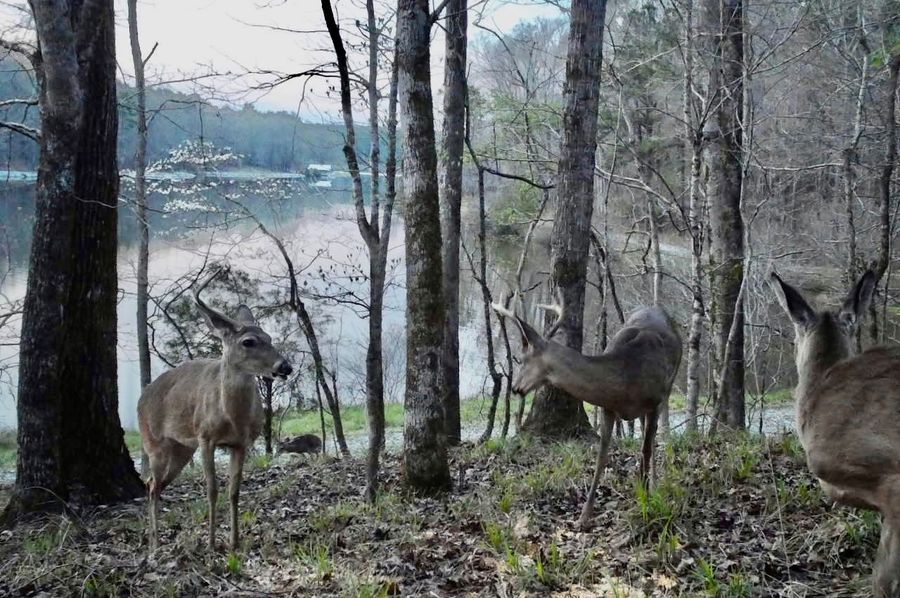 Trail Cam 7