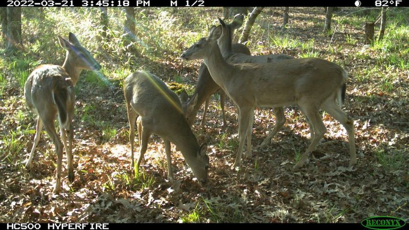 Trail Cam 3