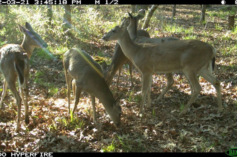 Trail Cam 3