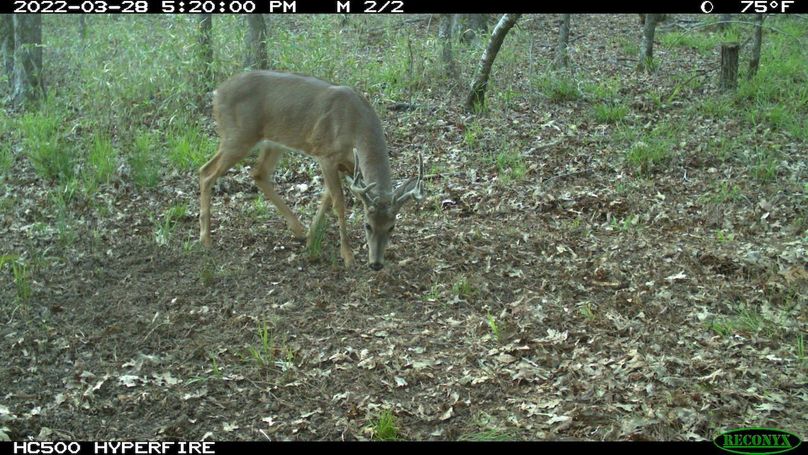 Trail Cam 5