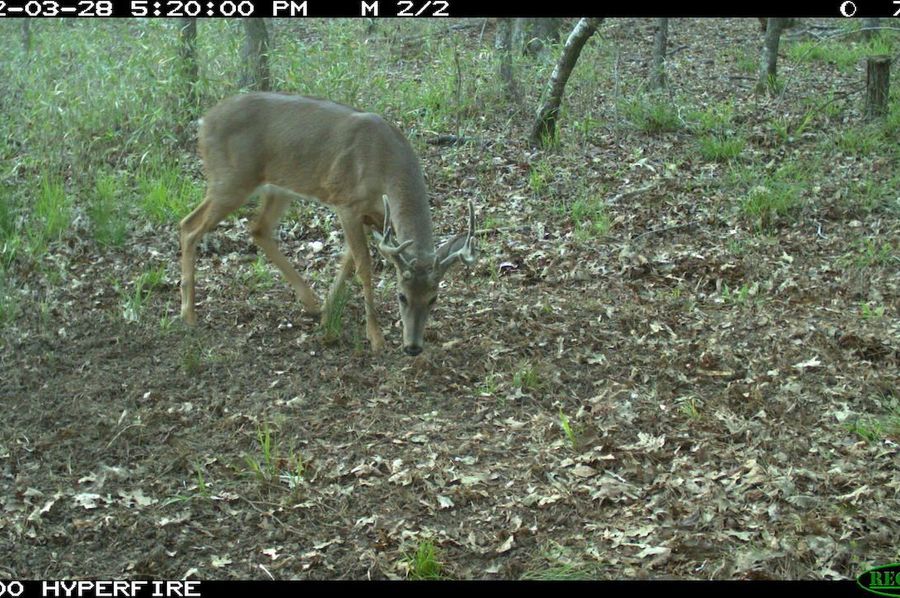 Trail Cam 5