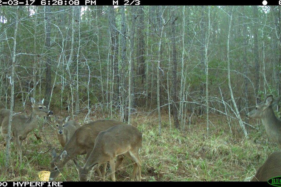 Trail Cam 1