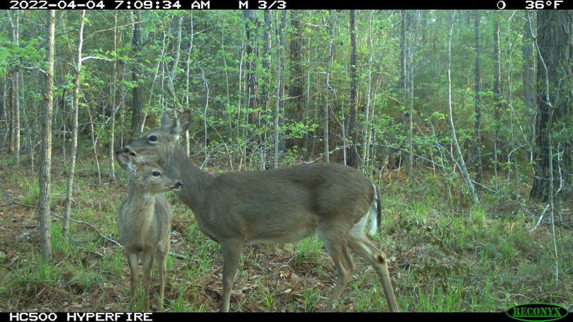 Trail Cam 6