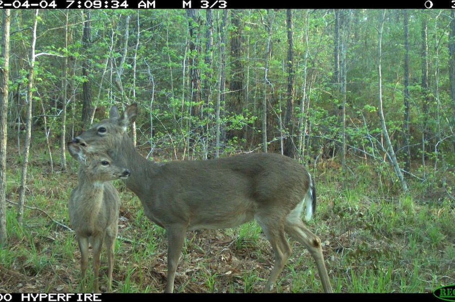 Trail Cam 6