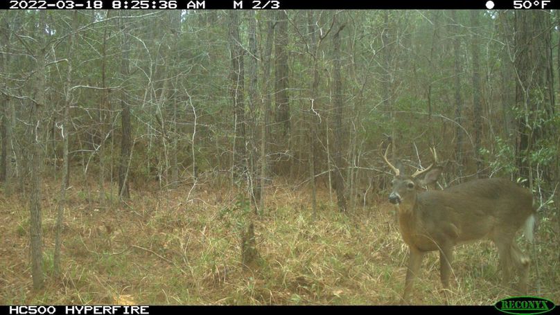 Trail Cam 2