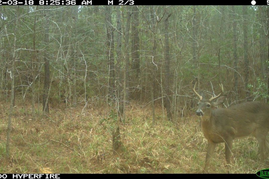 Trail Cam 2