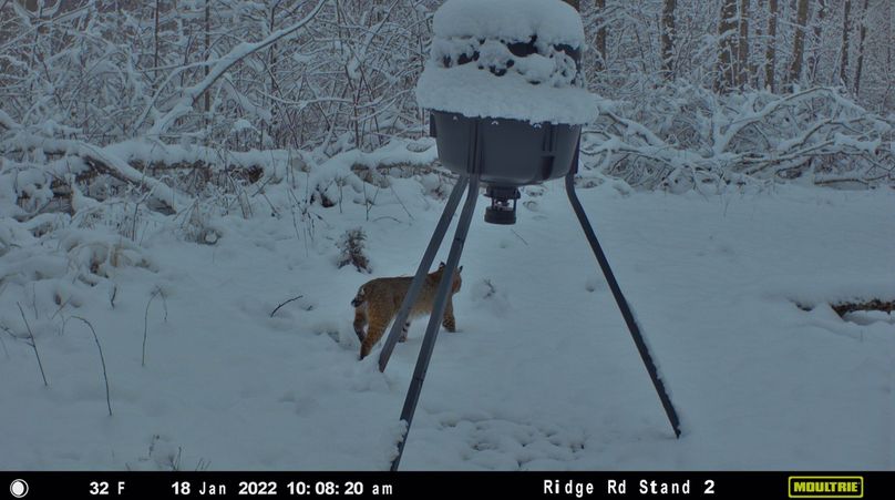 038 beautiful bobcat in the snow
