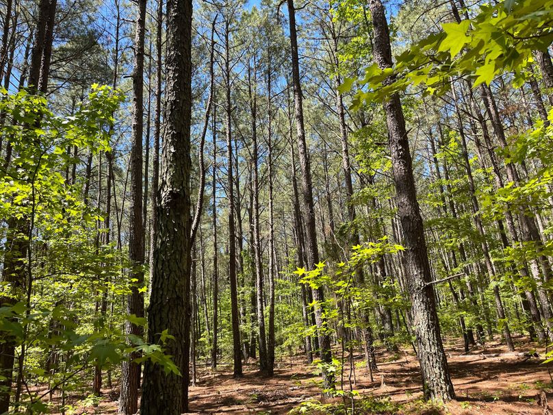 Copy of 67397642489__F5C8ECF2-3B3A-441B-BB2B-C1932C4D2444.fullsizerender