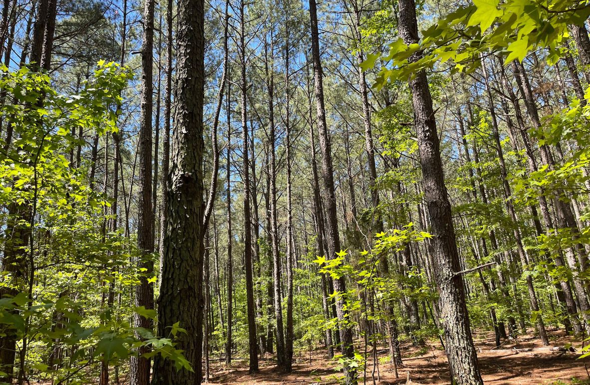 Copy of 67397642489__F5C8ECF2-3B3A-441B-BB2B-C1932C4D2444.fullsizerender