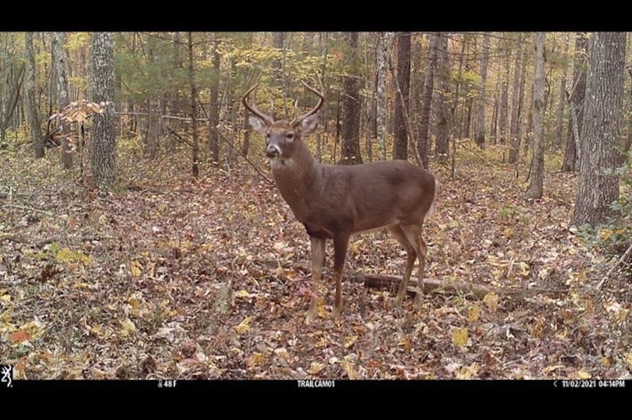 Buck